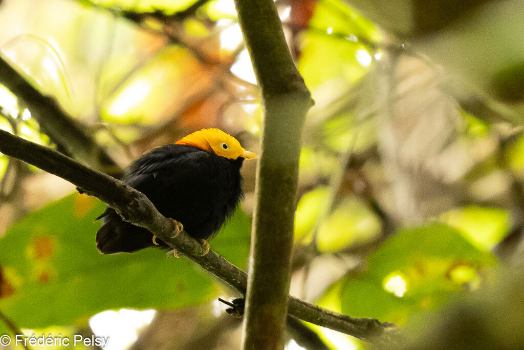 Manakin à tête d'or mâle