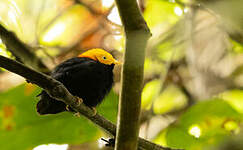 Manakin à tête d'or