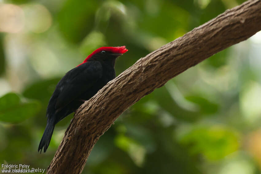 Helmeted Manakin male adult, identification