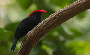 Manakin casqué