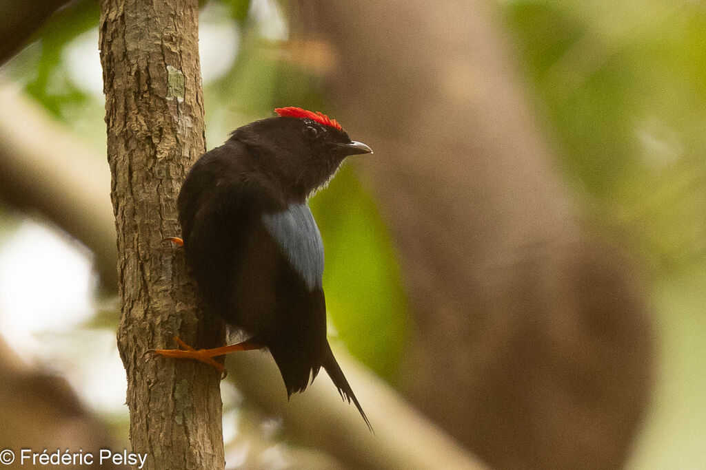 Lance-tailed Manakin male