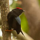 Manakin lancéolé