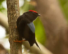 Lance-tailed Manakin