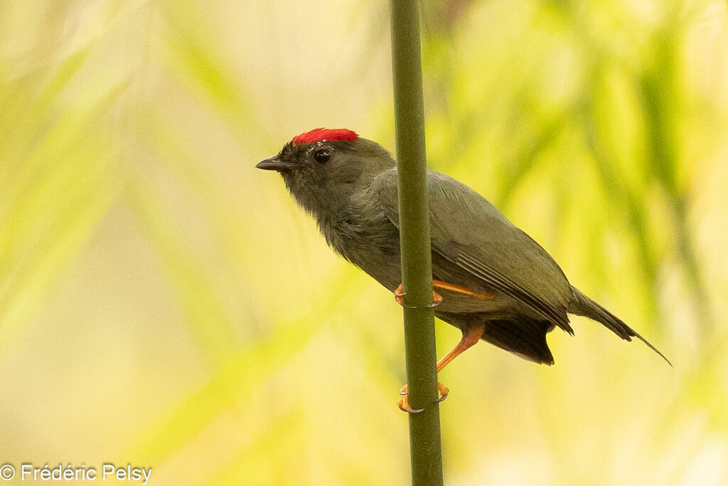 Lance-tailed Manakin female