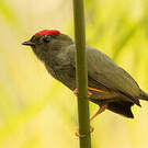 Manakin lancéolé