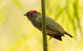 Lance-tailed Manakin