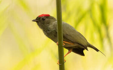 Manakin lancéolé