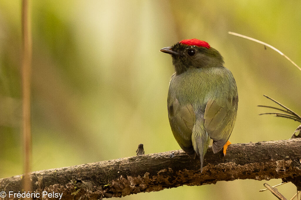 Lance-tailed Manakin female