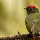 Manakin lancéolé