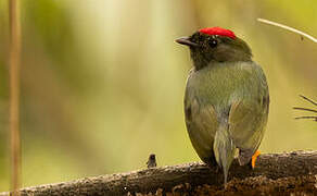 Lance-tailed Manakin