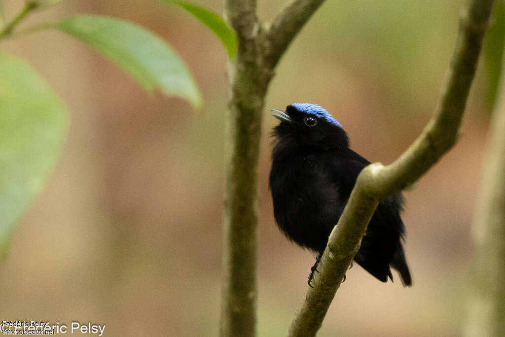 Velvety Manakin male