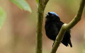 Velvety Manakin