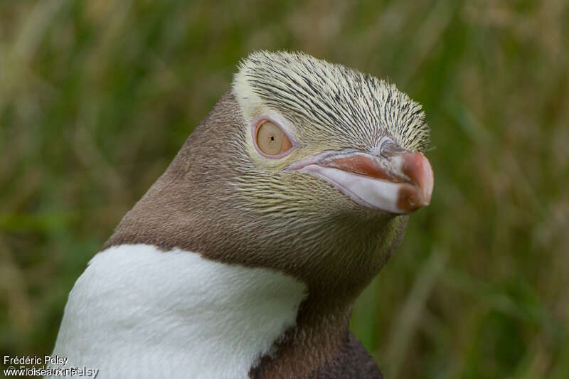 Yellow-eyed Penguinadult, close-up portrait