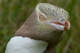 Yellow-eyed Penguin