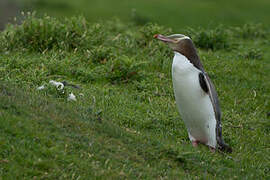 Yellow-eyed Penguin