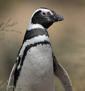 Magellanic Penguin