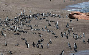 Magellanic Penguin