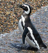 Magellanic Penguin