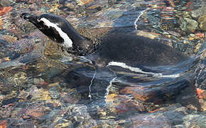 Magellanic Penguin