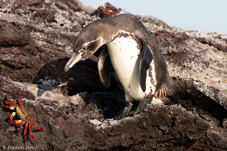 Manchot des Galapagos