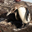 Manchot des Galapagos