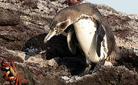 Manchot des Galapagos