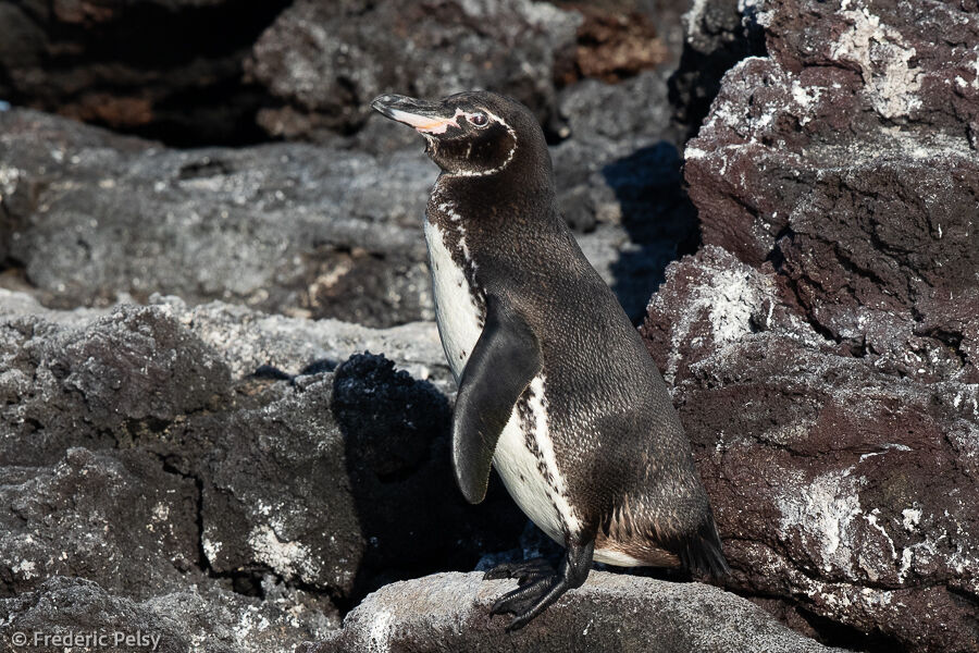 Galapagos Penguin