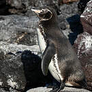 Manchot des Galapagos