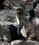 Manchot des Galapagos