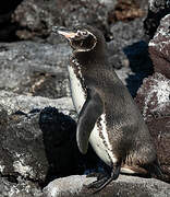 Galapagos Penguin