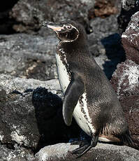 Manchot des Galapagos