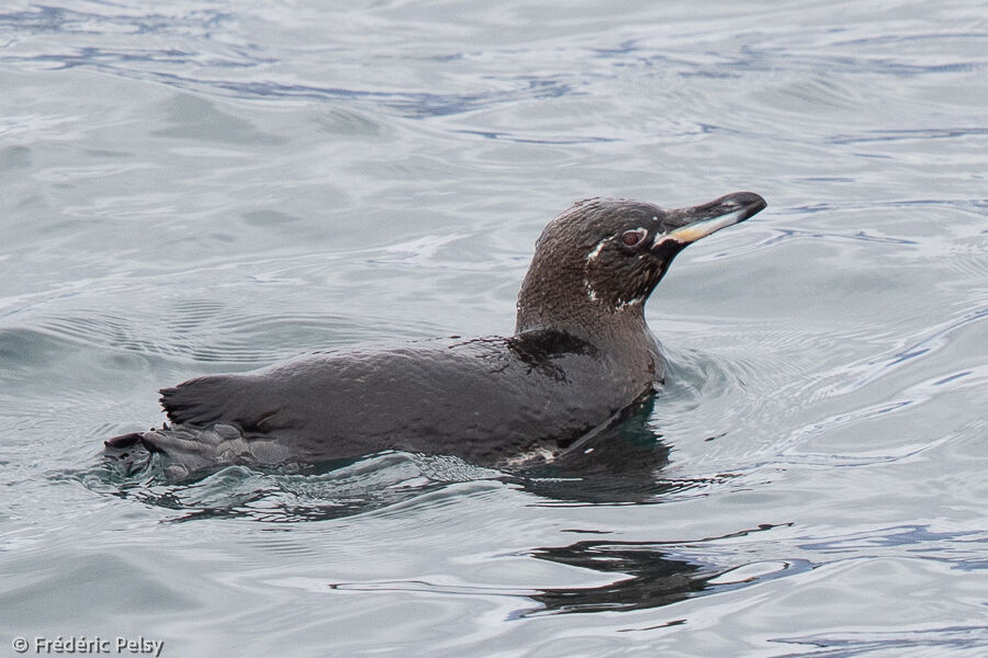 Manchot des Galapagos