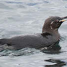 Manchot des Galapagos