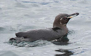 Galapagos Penguin