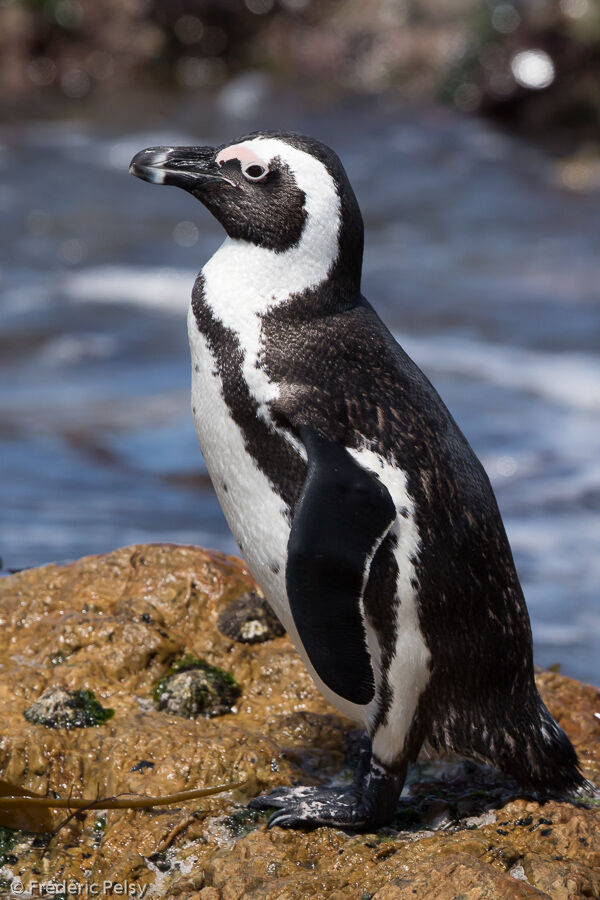 African Penguinadult