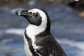 African Penguin