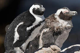 African Penguin