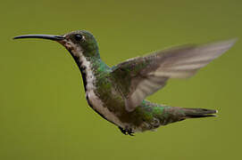 Black-throated Mango