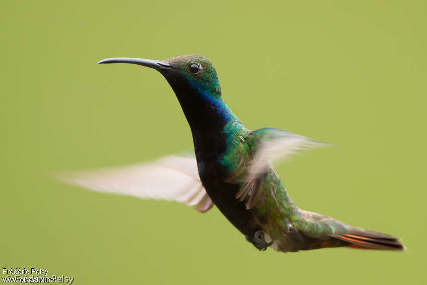 Black-throated Mango male adult, identification