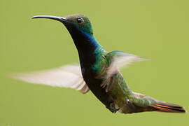 Black-throated Mango