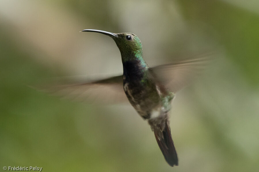 Puerto Rican Mango male adult transition, Flight