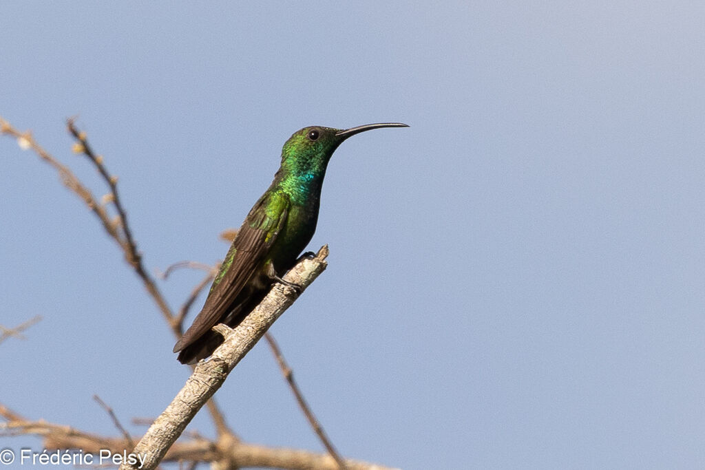 Mango de Veragua mâle