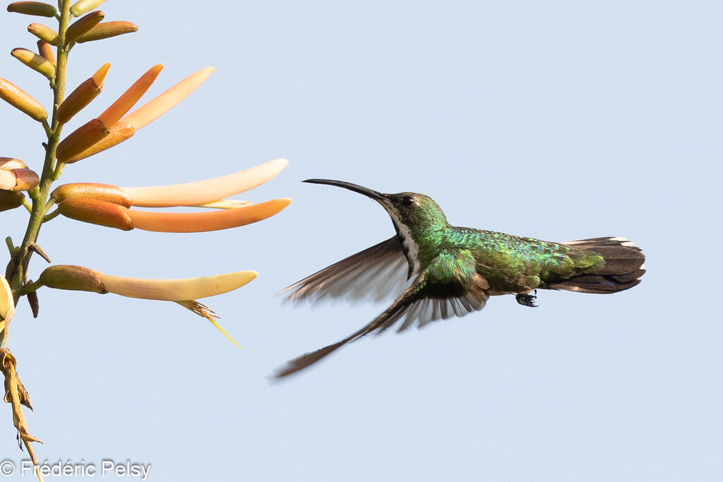 Veraguan Mango female