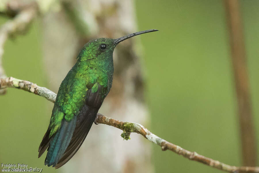 Green Mangoadult, identification