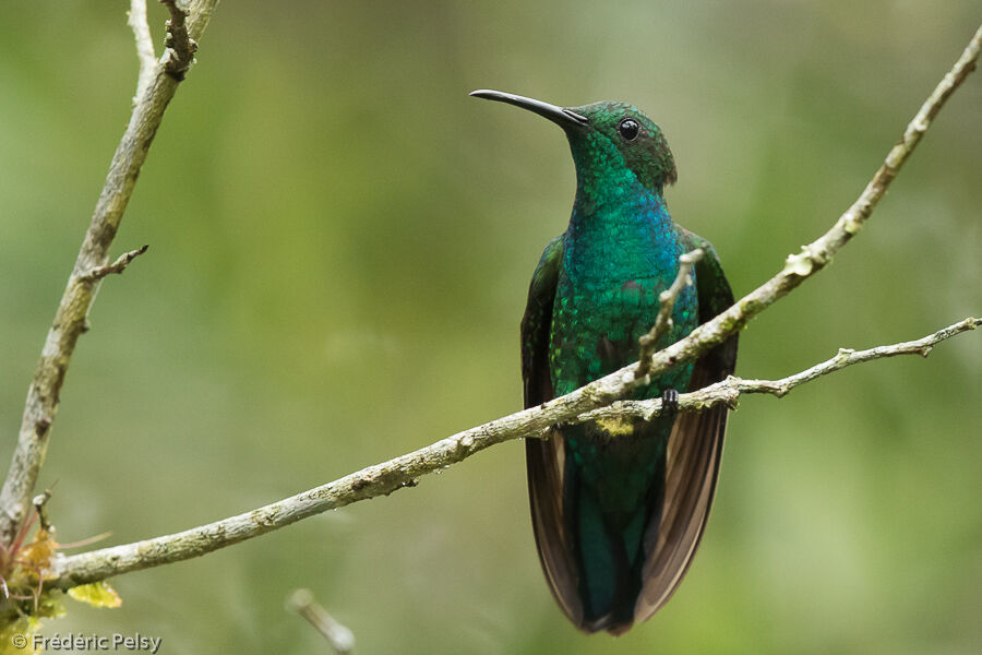 Green Mangoadult, identification