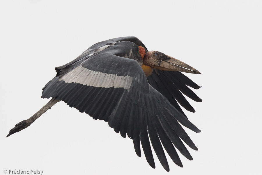 Greater Adjutantadult, Flight