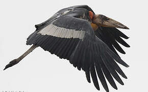 Greater Adjutant