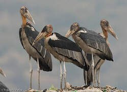 Greater Adjutant