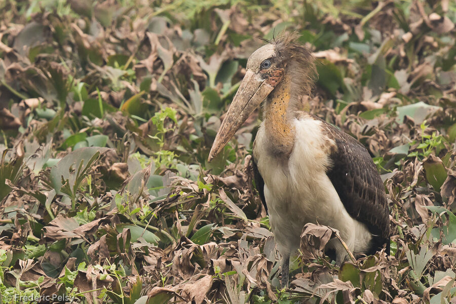 Lesser Adjutant