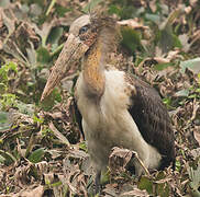 Lesser Adjutant